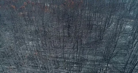 Aerial drone view of burnt forest tree trunks The Concept of Destruction Vídeo Stock 323562952