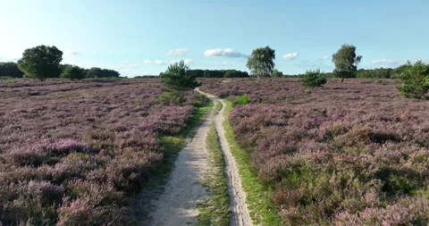 Aerial drone view of Bussummerheide. 스톡 동영상 249092120