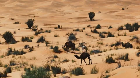 Aerial drone view of a camel herd grazing among desert shrubs in the Sahara. Stock Footage 335445292