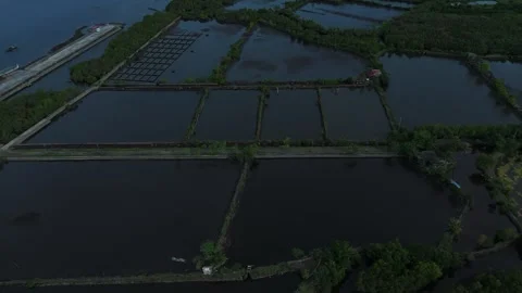 Aerial drone view captures coastal aquaculture fish ponds and mangroves Stock Footage 337372067