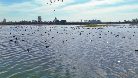 Aerial drone view capturing daytime beauty of migratory birds in natural motion Stock Footage 310936240