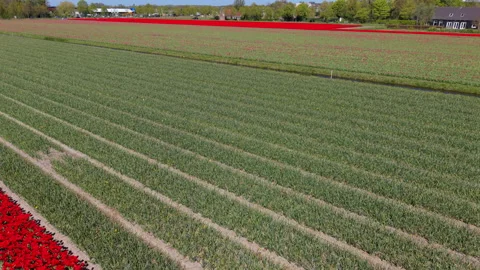 An aerial drone view capturing a diagonal strip of vibrant red tulip fields. Video stock 336220112