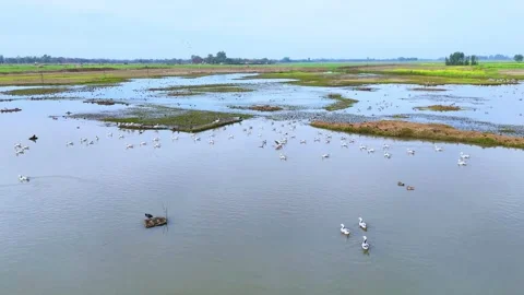 Aerial drone view capturing the harmony of land, water, and winged life. Stock Footage 310935825