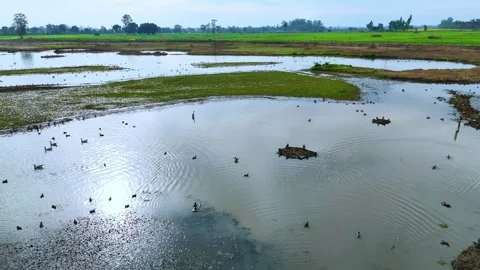 Aerial drone view capturing serene green fields surrounding a peaceful wetland Stock Footage 310935718