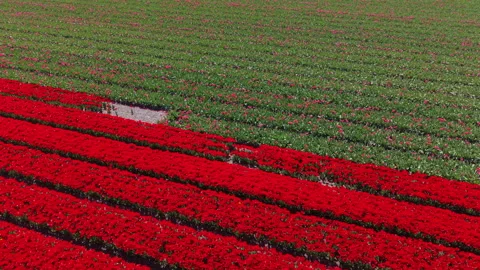 An aerial drone view capturing a striking diagonal contrast between vibrant Video stock 336219133