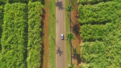 Aerial Drone View Of Car Driving  palm road, Mauritius. Stock Footage 88560076