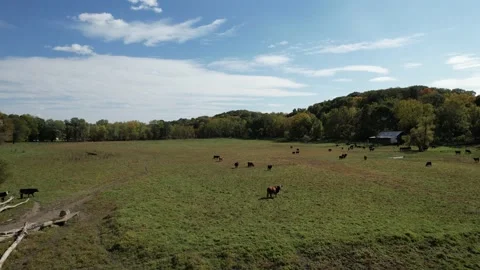 Aerial Drone View of Cattle in Fall in Michigan 4K Video stock 233852144