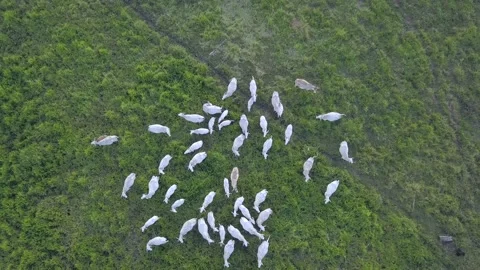 Aerial drone view of cattle grazing on farm pasture in the Amazon rainforest. 4K Stock Footage 147940829