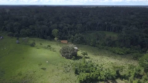 Aerial drone view of cattle grazing on farm pasture in the Amazon rainforest. Stock Footage 190623933