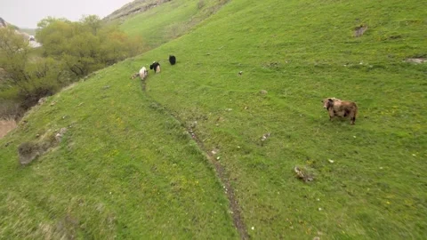 Aerial drone view of cattle grazing on a lush green mountain slope Vídeos de archivo 337534861