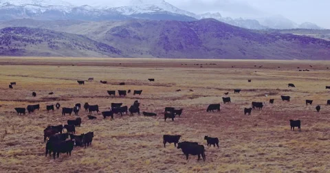 Aerial Drone View Of Cattle on ranch in Nevada Stock Footage 69003451