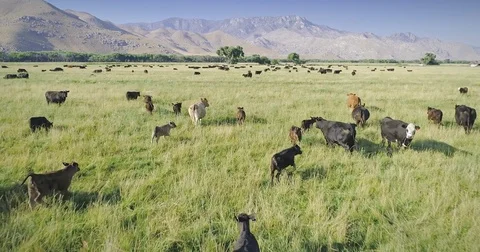 Aerial Drone View Of Cattle on ranch in California 動画素材 83711528