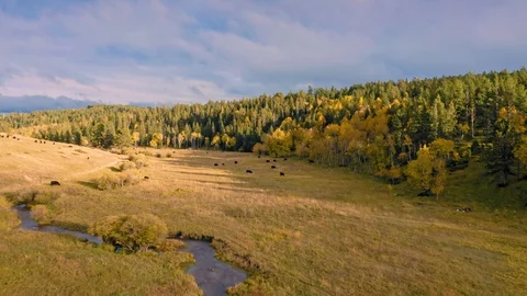 Aerial Drone View Of Cattle On Ranch In Wyoming Vidéo 122525774