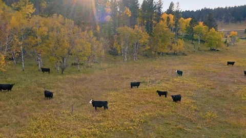Aerial Drone View Of Cattle On Ranch In Wyoming Stock-Footage 122525848