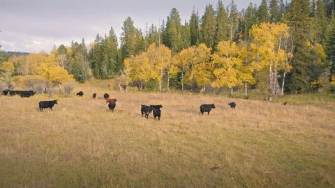 Aerial Drone View Of Cattle On Ranch In Wyoming Vidéo 122525972