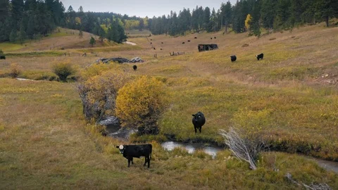 Aerial Drone View Of Cattle On Ranch In Wyoming Vidéo 122527102