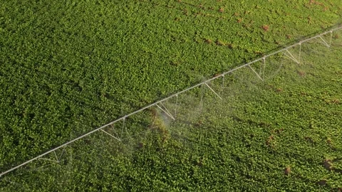 Aerial drone view of center pivot irrigation system watering lush green Видео 342592462
