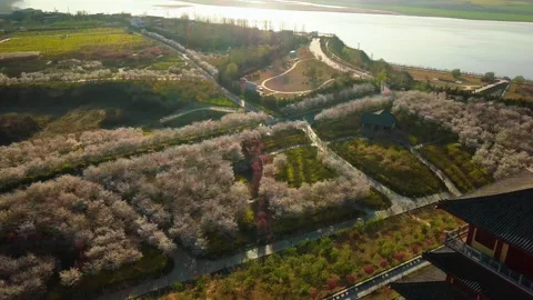 Aerial Drone View of Cherry Blossom Park at Golden Hour Video stock 334828876