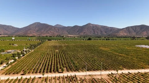 Aerial drone view of Chilean vineyard 库存影片 339096655