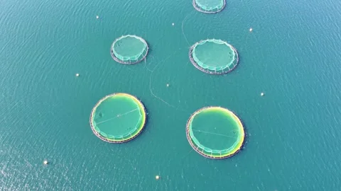 Aerial Drone View of Circular Fish Farm Cages in the Sea near Stavanger, Norw Stock Footage 342289340
