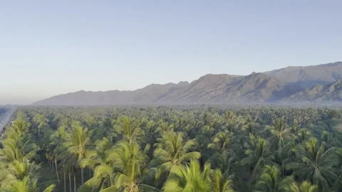 Aerial drone view of Coconut fields of Brooke's Point with Mount Maruyog and Video stock 342807726