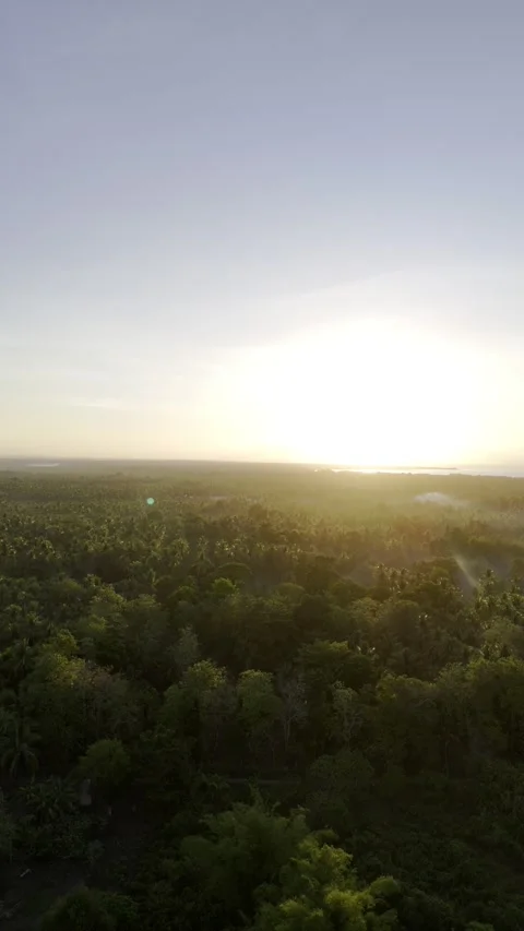 Aerial drone view of Coconut fields of Southern Palawan with soft golden light 動画素材 342808195