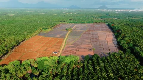 Aerial Drone View of Coconut Plantation and Water Filled Agricultural Fields in 库存影片 341330833
