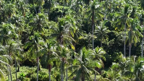 Aerial drone view of coconut tree shadows Vidéo 329348508