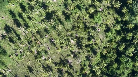 Aerial drone view of coconut tree plantation with long shadows 스톡 동영상 329358479