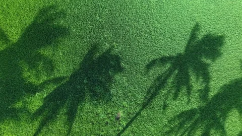 Aerial drone view of coconut tree shadows on paddy field Stock Footage 332588403