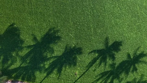 Aerial drone view of coconut tree shadows on paddy field Stock Footage 332591466