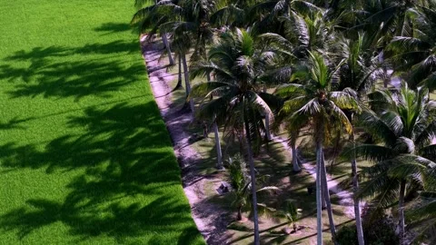 Aerial drone view of coconut tree shadows on paddy field Stock Footage 332597417