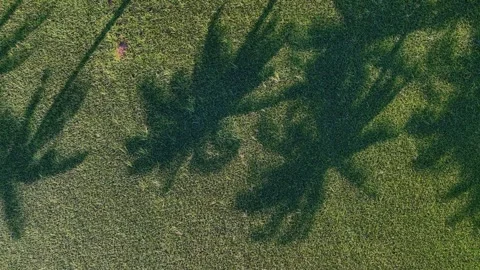 Aerial drone view of coconut tree shadow on paddy field Stock Footage 333051334