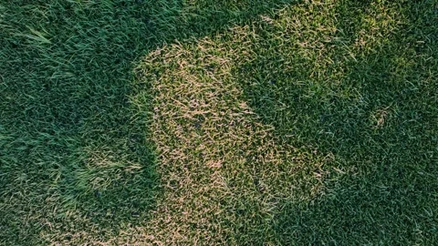 Aerial drone view of coconut tree shadow on paddy field Stock Footage 333051355