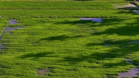 Aerial drone view of coconut tree shadow on paddy field Stock Footage 337542425