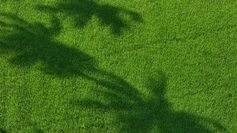Aerial drone view of coconut tree shadow on paddy field Stock Footage 337717145