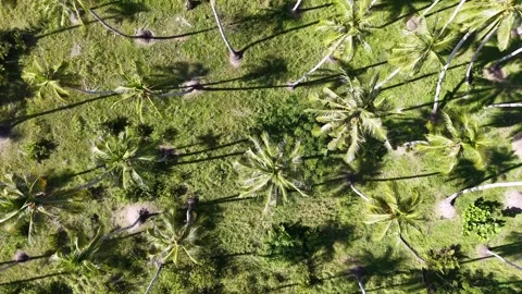 Aerial drone view of coconut trees and shadows Stock Footage 332227266
