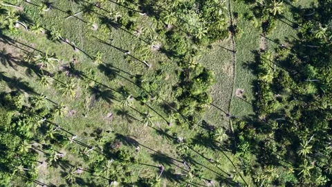 Aerial drone view of coconut trees casting long shadows Stock Footage 332246838