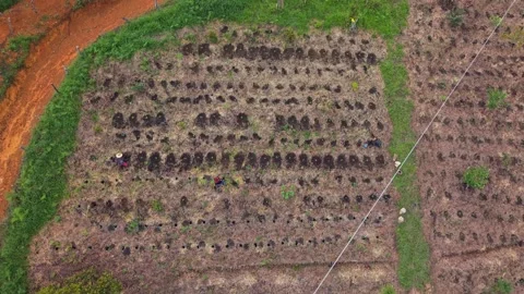 Aerial Drone View: Coffee Tree Planting on Organic Farm in Colombia Stock Footage 323157009