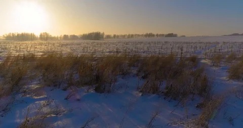 Aerial drone view of cold winter landscape with arctic field, trees covered with Stock Footage 127493749