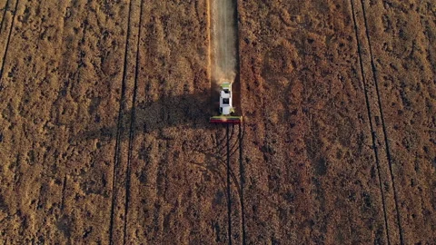 Aerial drone view: combine harvester working in a wheat field at sunset. Organic Stock Footage 145689290