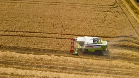 Aerial drone view of combine harvester harvest wheat in the field Stock Footage