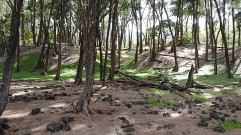 Aerial Drone View Of Cool Trees in Hawaii Vídeos de archivo 106189519