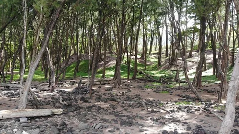 Aerial Drone View Of Cool Trees in Hawaii Video stock 106189623