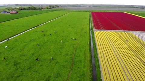 Aerial drone view of cows and blooming tulip fields in the Netherlands Stock Footage 316850874