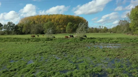 Aerial drone view of cows in fields Video stock 144635583