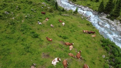 Aerial Drone View of Cows Grazing by a Rushing River in the Austrian Alps Stock Footage 314843170