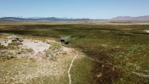 Aerial Drone view of cows grazing at Willy's Hot Springs, Mammoth Stock Footage 317773333