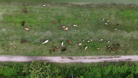 Aerial drone view of cows grazing grass along canal 스톡 동영상 329360899
