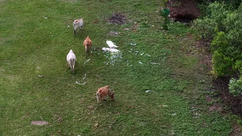 Aerial drone view of cows grazing beside rubbish in grass Видео 329366545